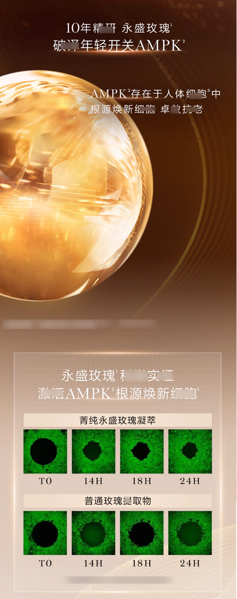 兰蔻菁纯精华乳液_04.jpg